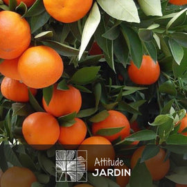 Clémentinier 80 cm - clicktofournisseur.com