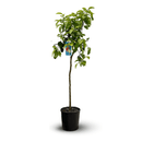 Pamplemoussier Pomelos 120 cm - clicktofournisseur.com