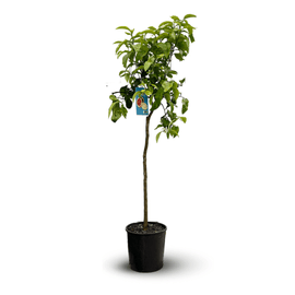 Pamplemoussier Pomelos 120 cm - clicktofournisseur.com