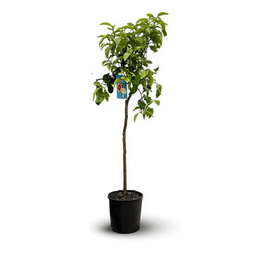 Pamplemoussier Pomelos 120 cm - clicktofournisseur.com