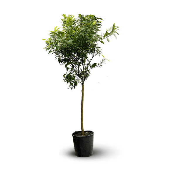 Mandarinier 120 cm - clicktofournisseur.com