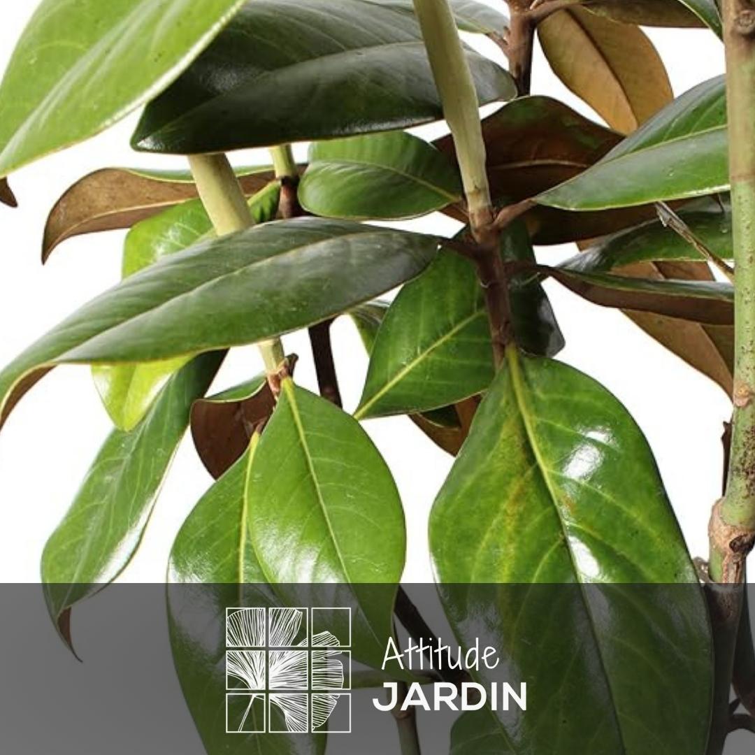 Magnolia grandiflora 100 cm - clicktofournisseur.com