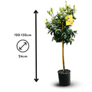 Limequat 120 cm - clicktofournisseur.com