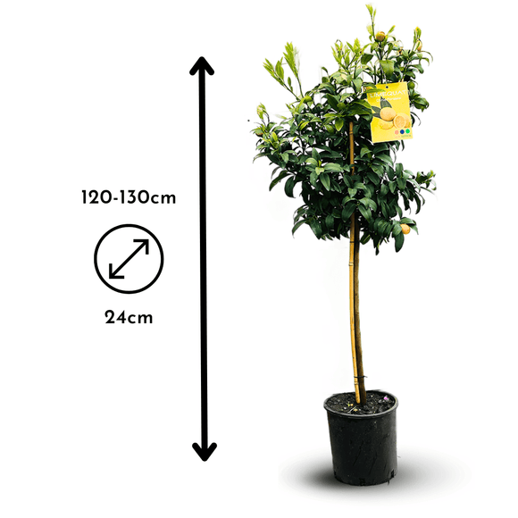 Limequat 120 cm - clicktofournisseur.com