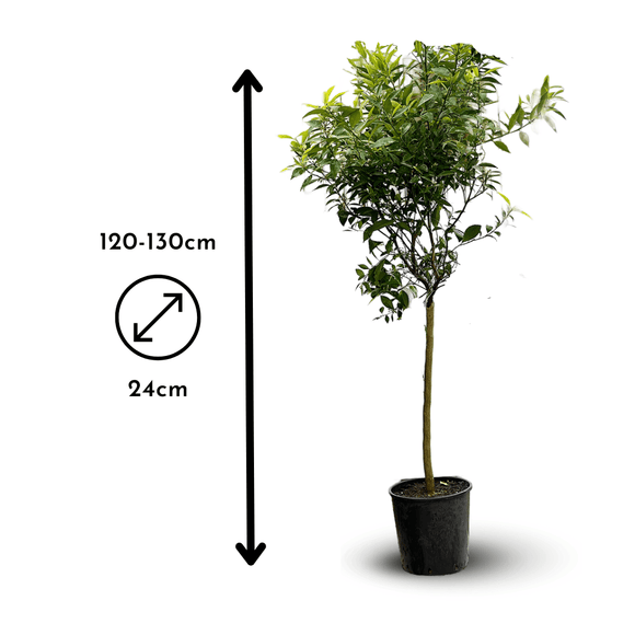 Mandarinier 120 cm - clicktofournisseur.com