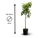 Pamplemoussier Pomelos 120 cm - clicktofournisseur.com