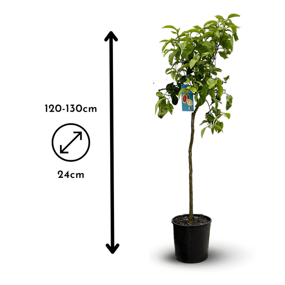 Pamplemoussier Pomelos 120 cm - clicktofournisseur.com