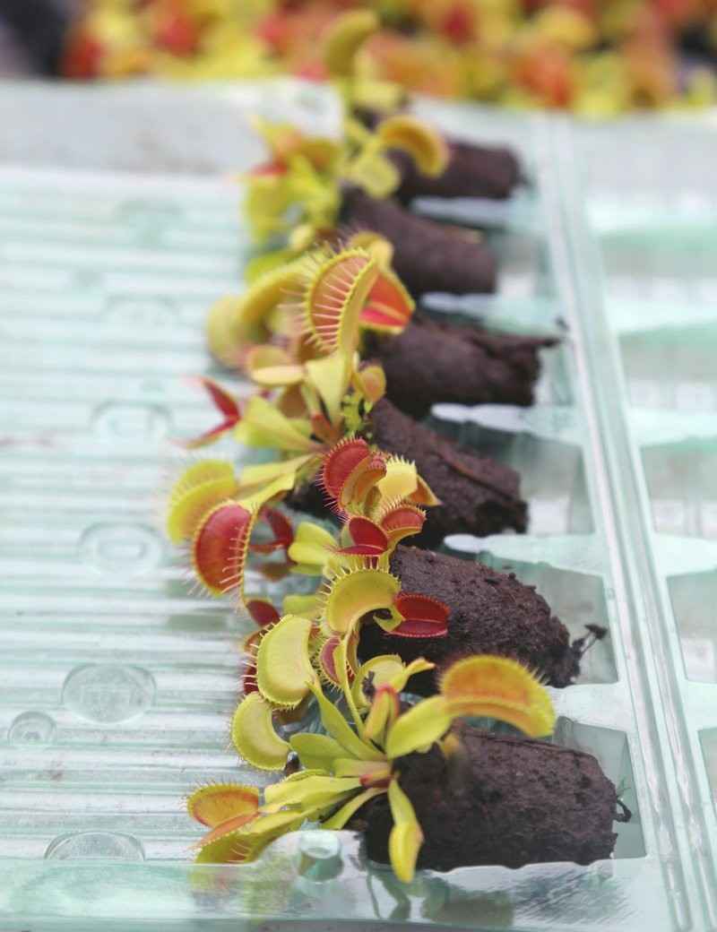 Mottes de Dionaea muscipula à rempoter x 6