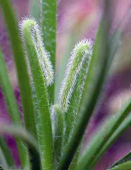 Drosera capensis 'feuilles poilues'