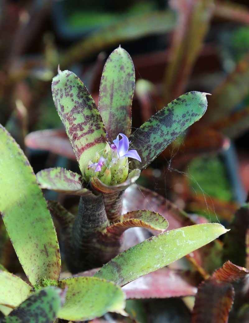 Neoregelia 'Adonis'