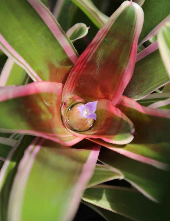Neoregelia 'Iphigenie'