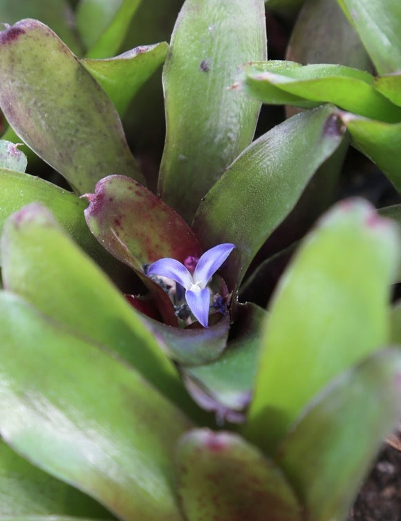 Neoregelia Mephisto plante d'intérieur pour une décoration intérieure parfaite