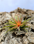 Tillandsia velutina plante aérienne 10 à 12 cm - Idéale pour décoration intérieure