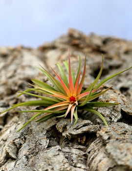 Tillandsia velutina plante aérienne 10 à 12 cm - Idéale pour décoration intérieure