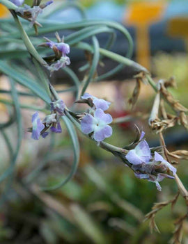 Tillandsia duratii - 25 à 30 cm