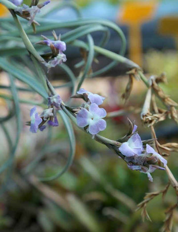 Tillandsia duratii - 25 à 30 cm