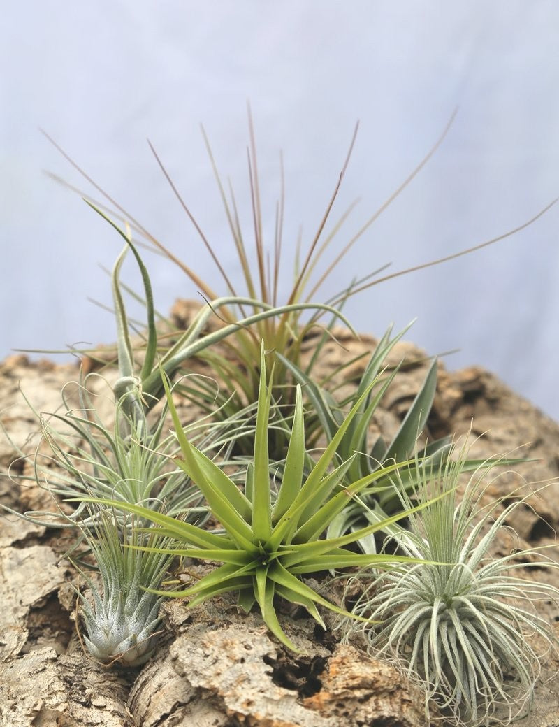 Pack découverte - 7 tillandsias