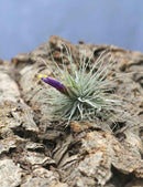 Tillandsia magnusiana