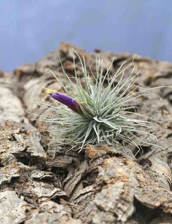 Tillandsia magnusiana