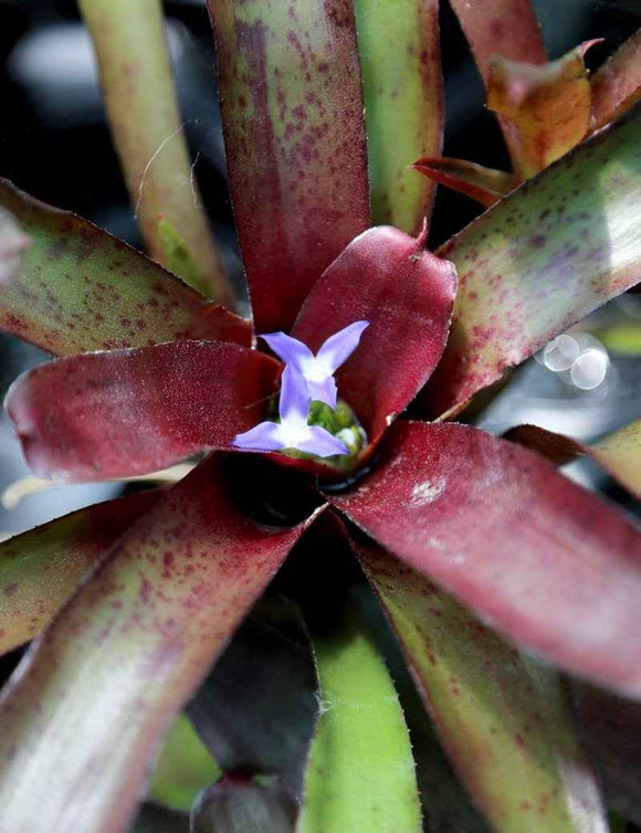 Neoregelia Amazon