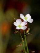 Drosera binata var. multifida 'fleurs roses'