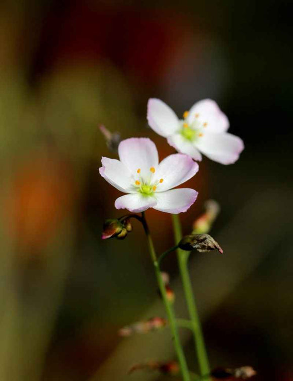 Drosera binata var. multifida 'fleurs roses'
