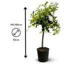 Combava 110 cm - clicktofournisseur.com