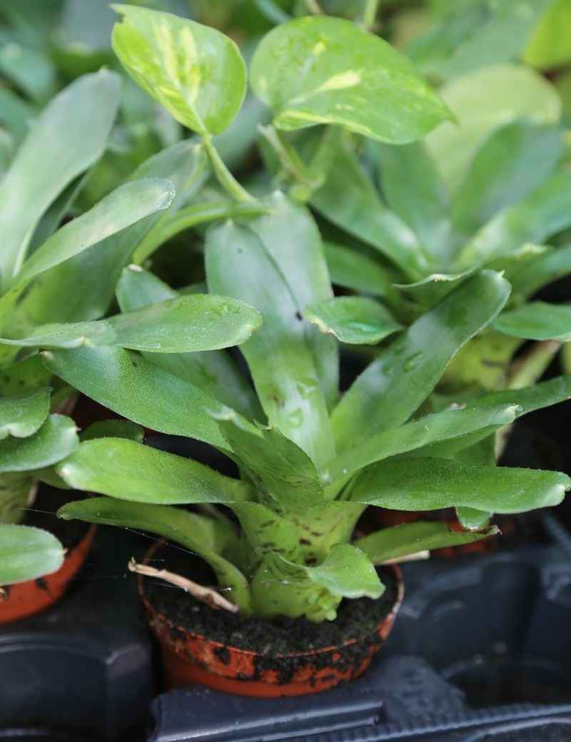Neoregelia Tigrina