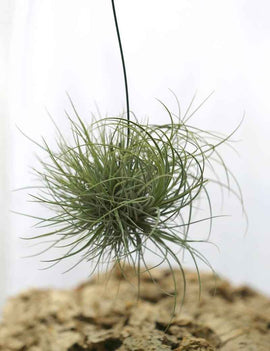 Tillandisa juncea en touffe - 30 à 35 cm