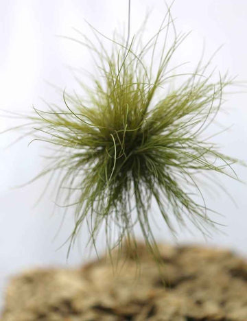 Tillandsia pseudosetacea en touffe