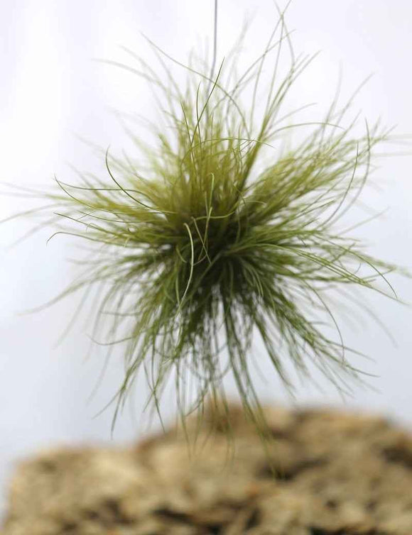 Tillandsia pseudosetacea en touffe
