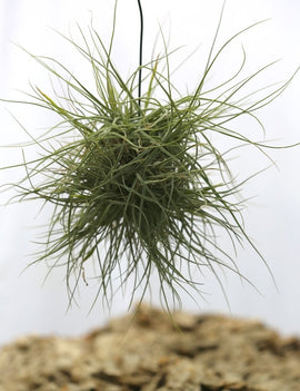Tillandsia schiedeana en touffe - 15 à 20 cm