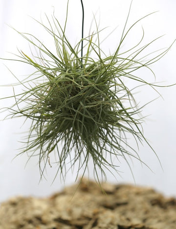 Tillandsia schiedeana en touffe - 15 à 20 cm