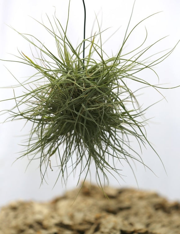 Tillandsia schiedeana en touffe - 15 à 20 cm