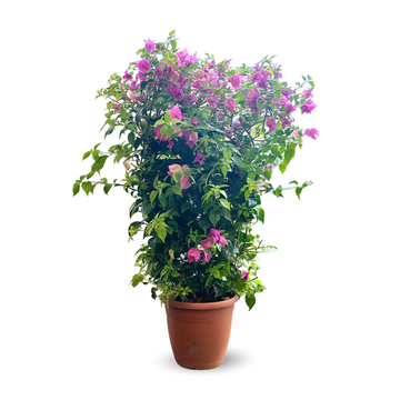 Bougainvillier Palissé 90 cm - clicktofournisseur.com