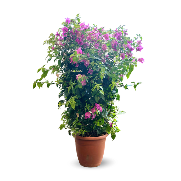 Bougainvillier Palissé 90 cm - clicktofournisseur.com