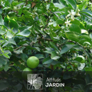 Citron Vert 80 cm - clicktofournisseur.com