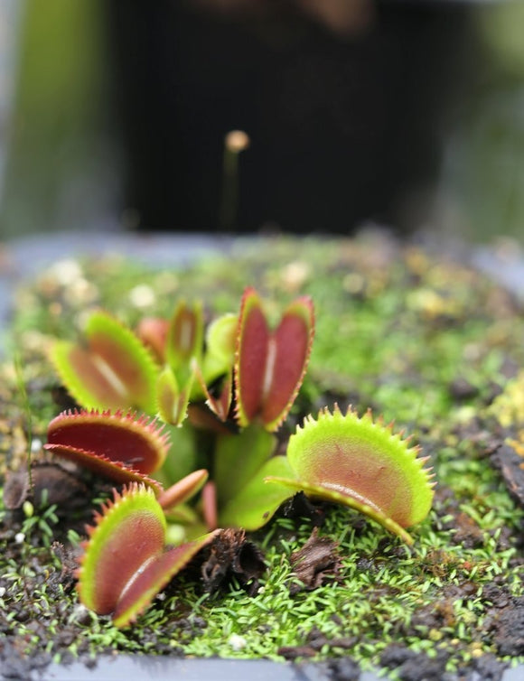 Dionaea rouge dentelée - grenat bohémien
