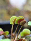 Dionaea muscipula red piranha - Plante Carnivore Spectaculaire