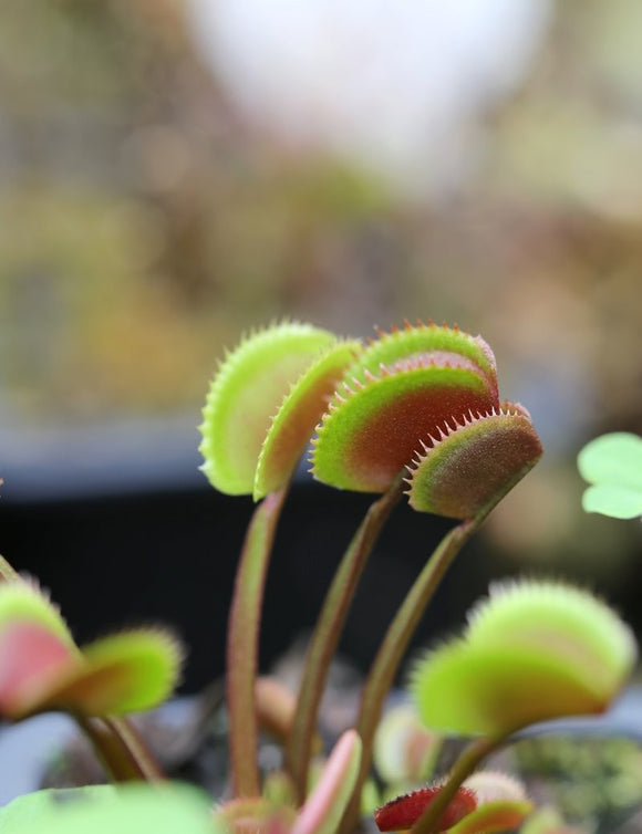 Dionaea muscipula red piranha - Plante Carnivore Spectaculaire