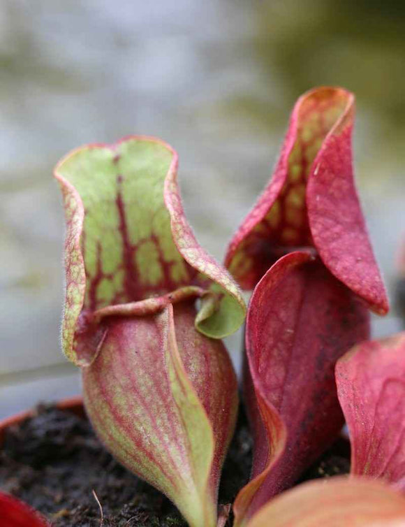 Sarracenia purpurea subsp venosa var burkii
