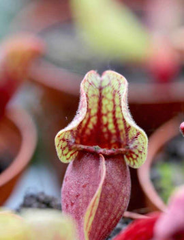 Sarracenia purpurea subsp venosa var burkii