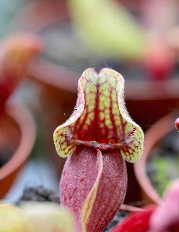 Sarracenia purpurea subsp venosa var burkii