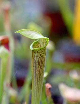 Sarracenia rubra ssp. wherryi