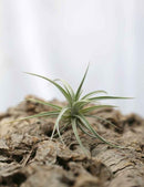 Tillandsia ixioides - 8 à 10 cm