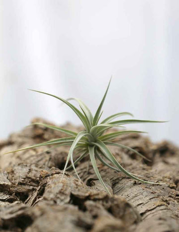 Tillandsia ixioides - 8 à 10 cm