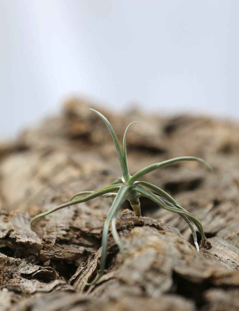 Tillandsia reichenbachii - 8 à 10 cm