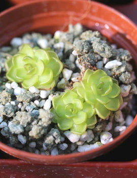 Pinguicula gracilis