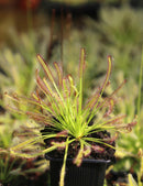 Drosera capensis plante carnivore - Attraction des insectes et croissance facile