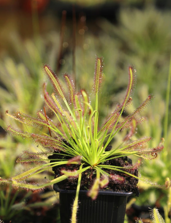 Drosera capensis plante carnivore - Attraction des insectes et croissance facile